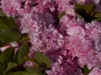 05-01-14-Cherry Blossums