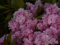 05-01-14-Cherry Blossoms-3128