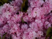 05-01-14-Cherry Blossoms-3139