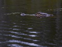08-11-15-Alligator River-29137