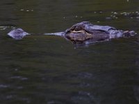 08-11-15-Alligator River-29138