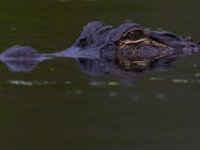 08-11-15-Alligator River-29152
