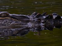 08-11-15-Alligator River-29241
