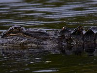 08-11-15-Alligator River-29242