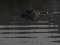 08-13-15-Alligator River-29382