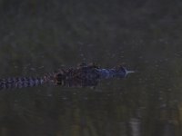08-13-15-Alligator River-29405