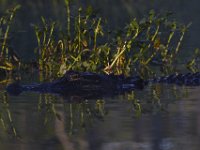 08-13-15-Alligator River-29414