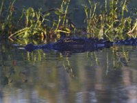 08-13-15-Alligator River-29415