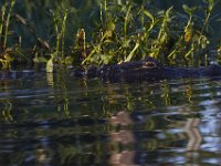 08-13-15-Alligator River-29422