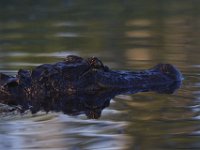 08-13-15-Alligator River-29425