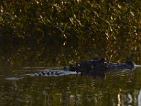 08-13-15-Alligator River-29450