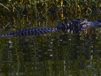 08-13-15-Alligator River-29465