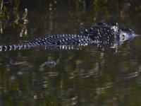 08-13-15-Alligator River-29470