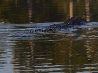08-13-15-Alligator River-29533
