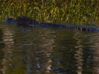 08-13-15-Alligator River-29538