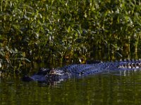 08-13-15-Alligator River-29600