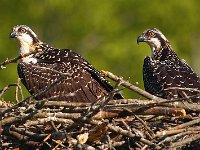 07-06-07-Selbys Landing-2008