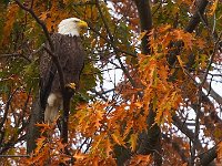 11-25-07-Mattawoman-7603