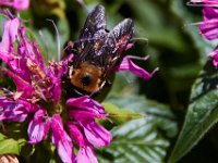 07-16-17-Flowers and Raptors at Homestead-21440