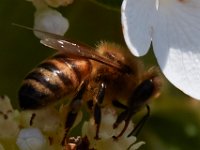 07-16-17-Flowers and Raptors at Homestead-21462