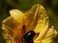 07-16-17-Flowers and Raptors at Homestead-21490