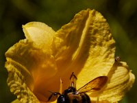 07-16-17-Flowers and Raptors at Homestead-21491