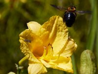 07-16-17-Flowers and Raptors at Homestead-21493