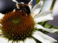 07-16-17-Flowers and Raptors at Homestead-21494