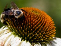 07-16-17-Flowers and Raptors at Homestead-21504