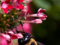 07-16-17-Flowers and Raptors at Homestead-21517