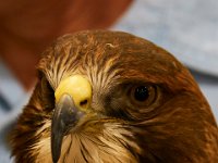 07-16-17-Flowers and Raptors at Homestead-21537